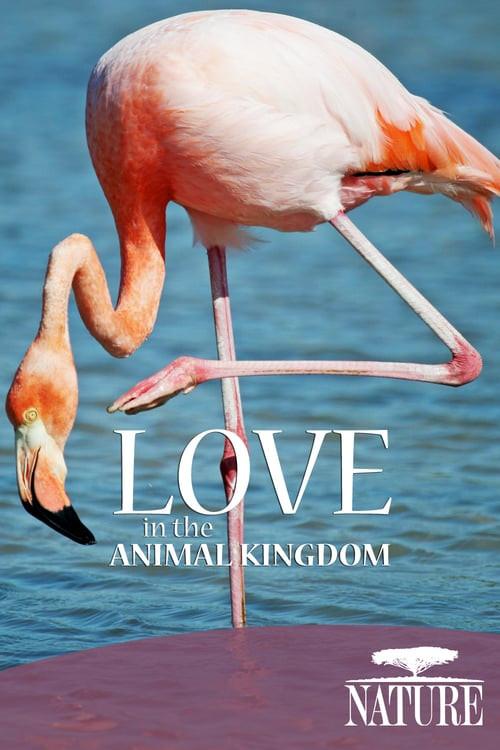 Nature: Love in the Animal Kingdom 2013 official movie poster