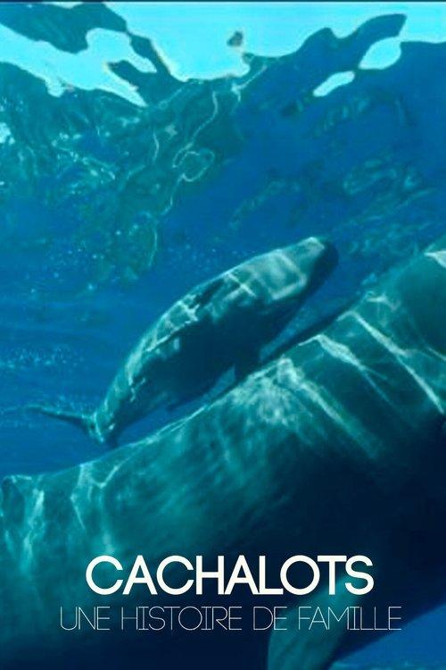 Cachalots, une histoire de famille 2021 official movie poster