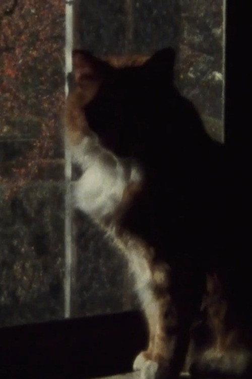 Five Year Diary, Reel 5: Mourning (January 23–30, 1982) 1982 official movie poster