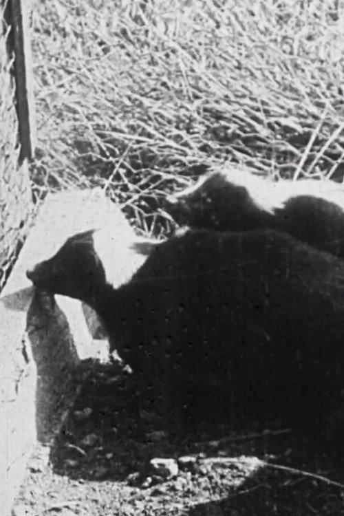 A Long Island Skunk Farm 1914 official movie poster