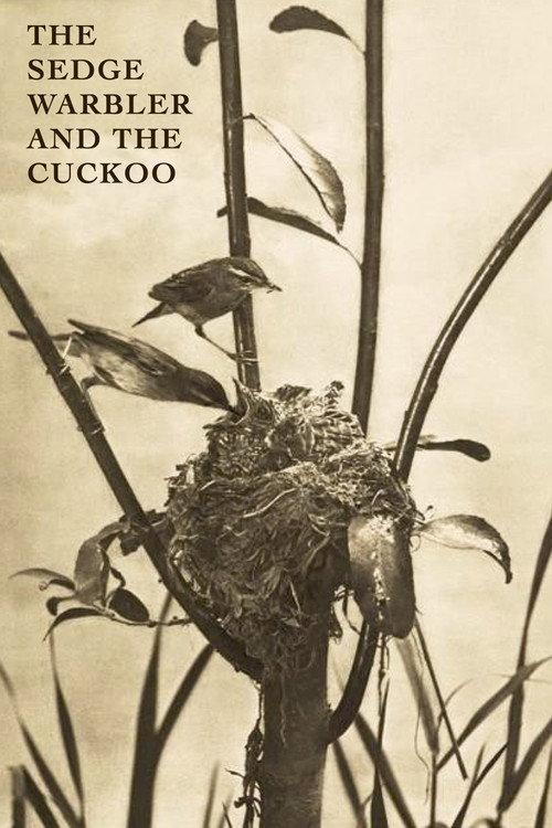 The Sedge Warbler and the Cuckoo 1911 official movie poster