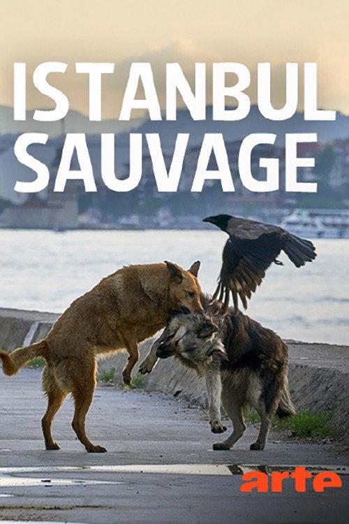 Istanbul sauvage 2021 official movie poster