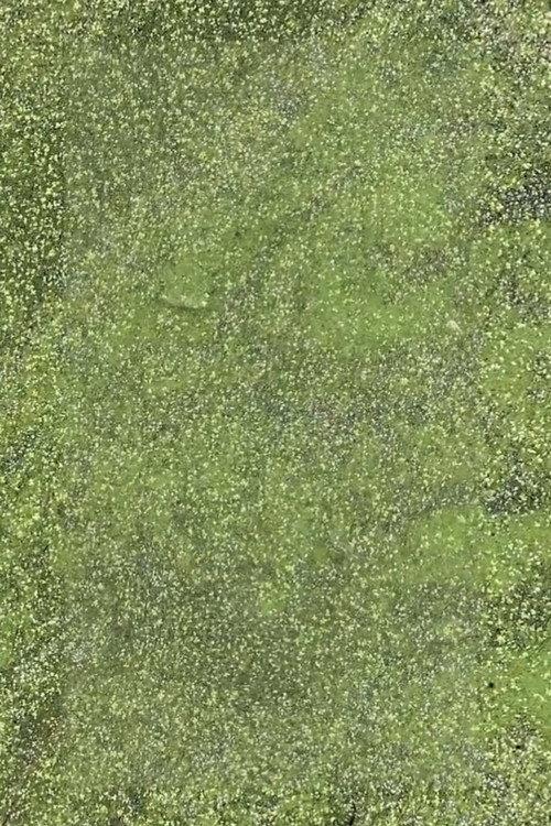 Duckweed 2021 official movie poster
