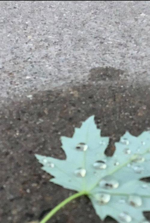 a walk amongst the leaves 2020 official movie poster