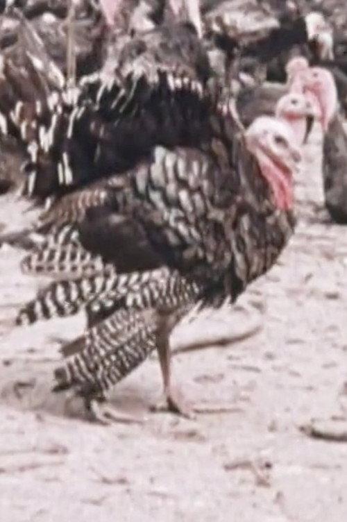 One Turkey, Two Turkey 1971 official movie poster