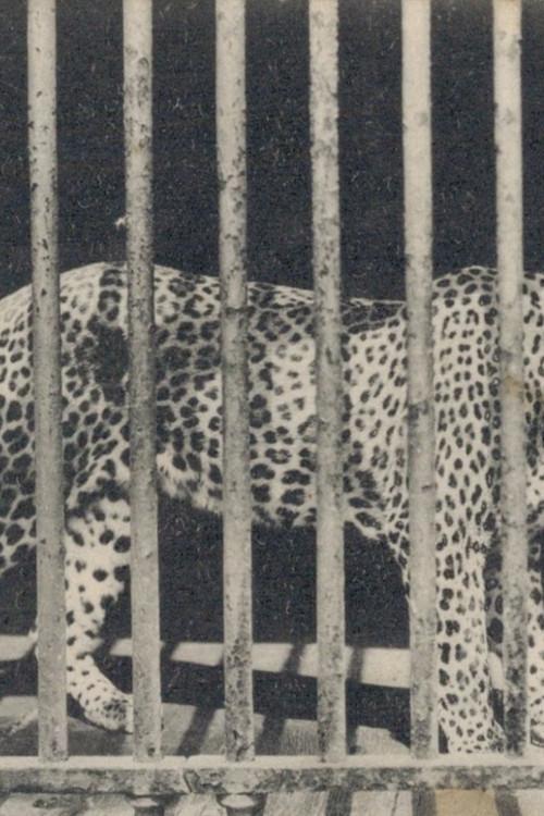 Zoo 1992 official movie poster
