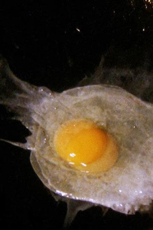 Fried Egg 2008 official movie poster