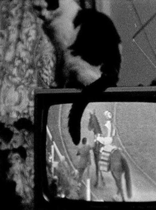Cat on TV 1977 official movie poster