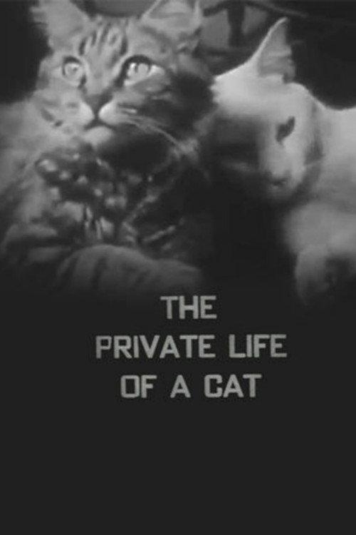 The Private Life of a Cat 1946 official movie poster