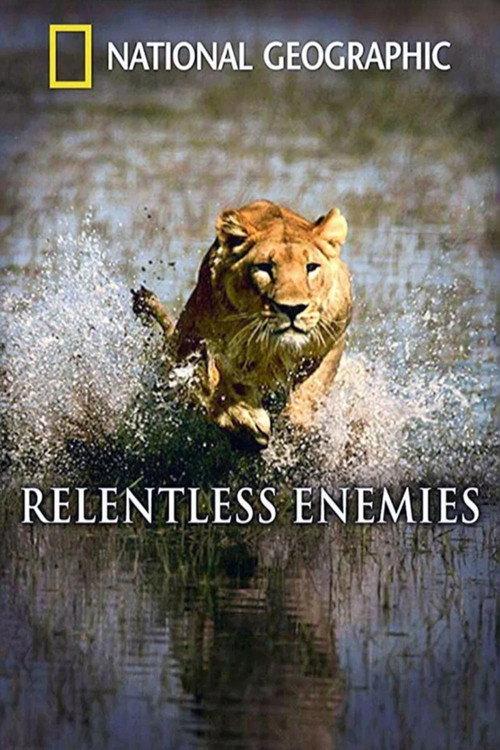 Relentless Enemies: Lions and Buffalo 2006 official movie poster