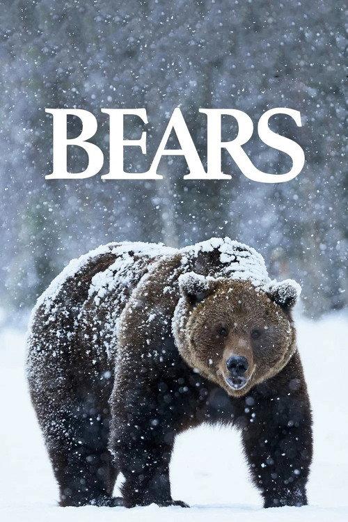 Bears 2004 official movie poster