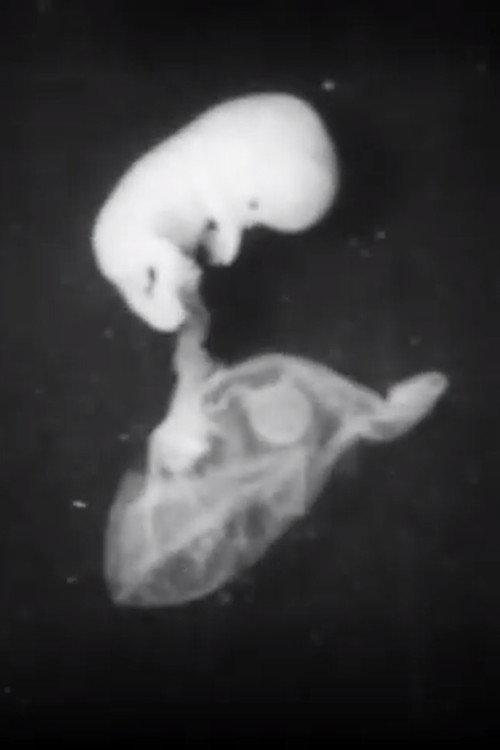 Early Human Fetal Activity 1952 official movie poster