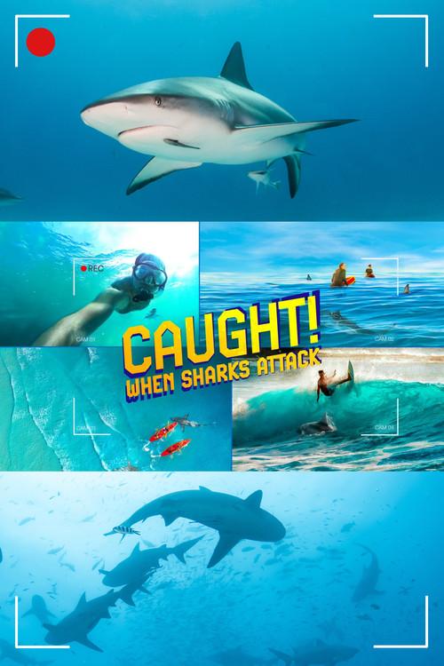 Caught! When Sharks Attack 2024 official movie poster