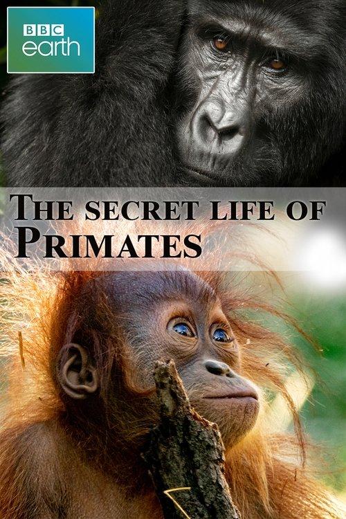 The secret life of Primates 2009 official movie poster
