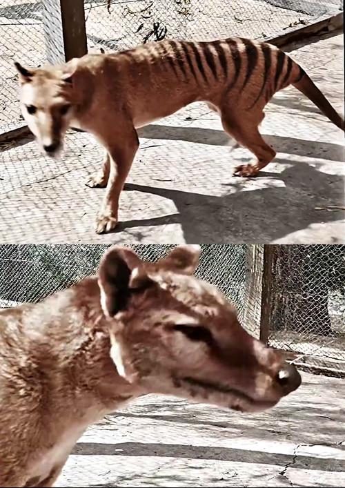 Tasmanian Tiger in Colour 2021 official movie poster