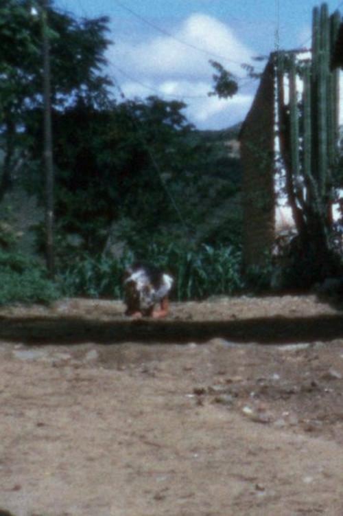 Dog 1974 official movie poster