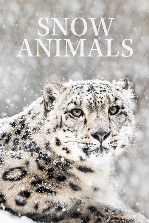 Snow Animals 2019 official movie poster