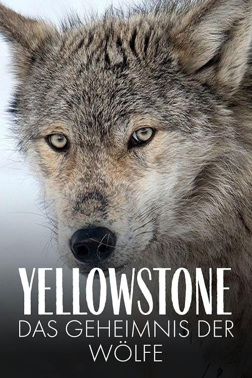 Yellowstone: The Mystery of the Wolves 2018 official movie poster