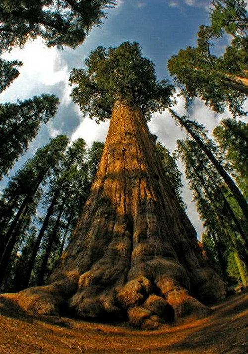 Redwoods: Anatomy of a Giant 1946 official movie poster