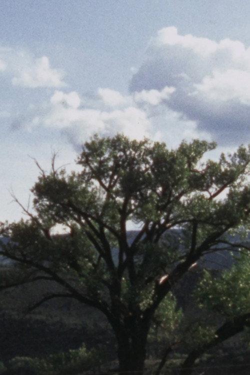 Carter Jackson's Cottonwood official movie poster