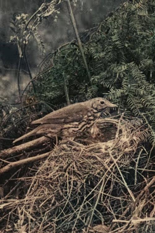 Wild Birds in Their Haunts 1909 official movie poster