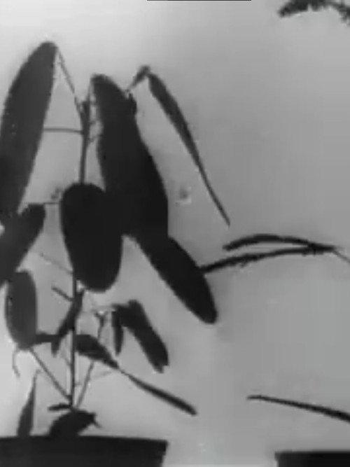 Kinematographische Studien an Impatiens, Vicia, Tulipa, Mimosa und Desmodium von W. Pfeffer (1898-1900) 1940 official movie poster