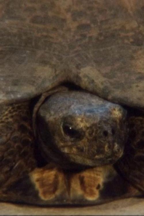 Turtle 2011 official movie poster