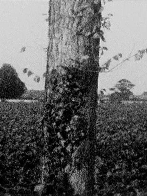 Treeline 1976 official movie poster
