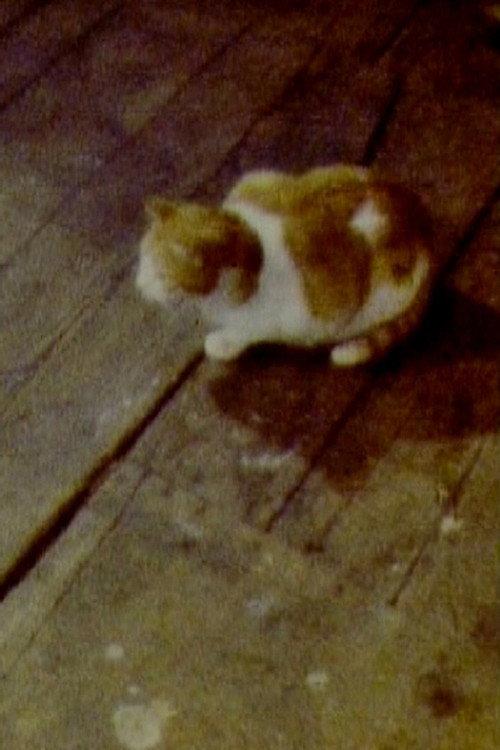 Cat 1979 official movie poster