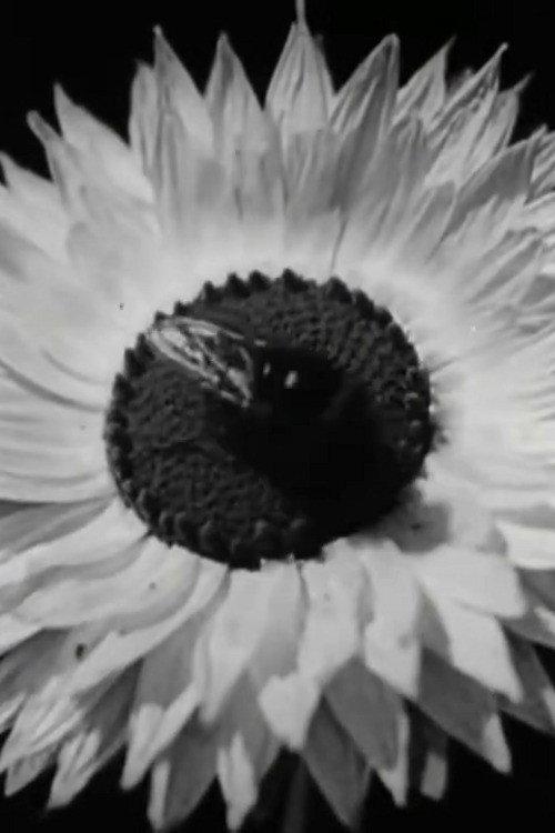 Floral Co-operative Societies 1927 official movie poster
