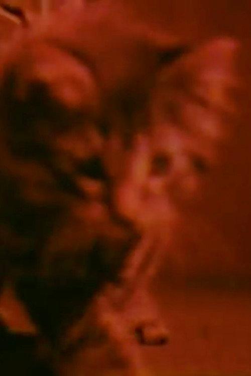 Kittens Grow Up 2006 official movie poster