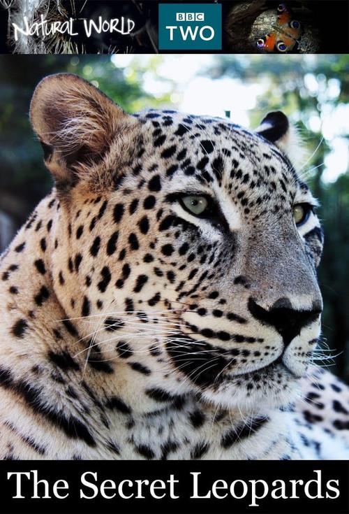 The Secret Leopards 2010 official movie poster