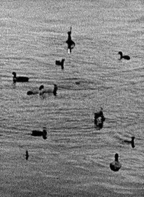 Coots 1998 official movie poster