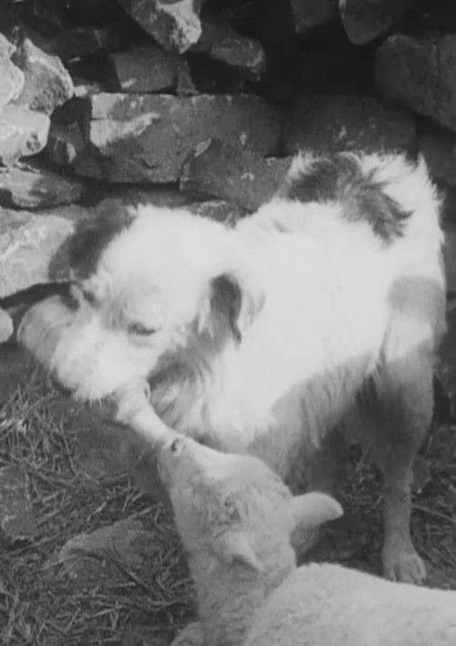 Sheep Dog 1939 official movie poster