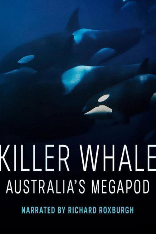 Killer Whale: Australia's Megapod 2025 official movie poster