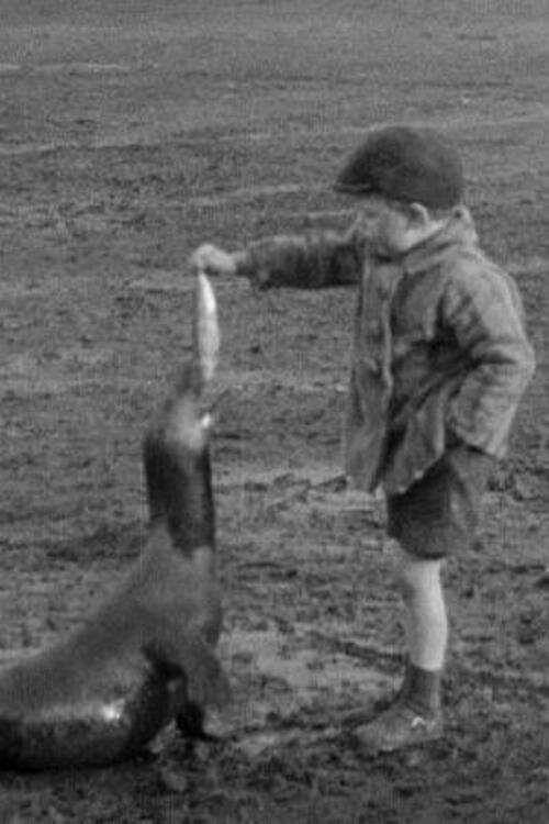 The Village Pet 1931 official movie poster