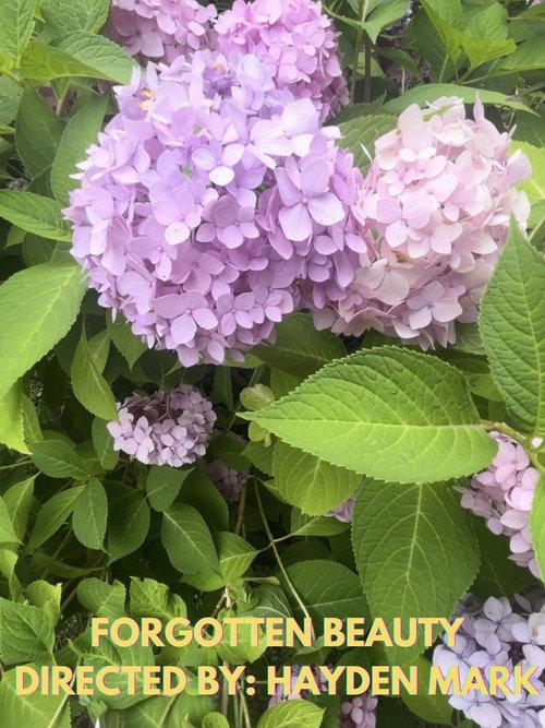 Forgotten Beauty 2024 official movie poster