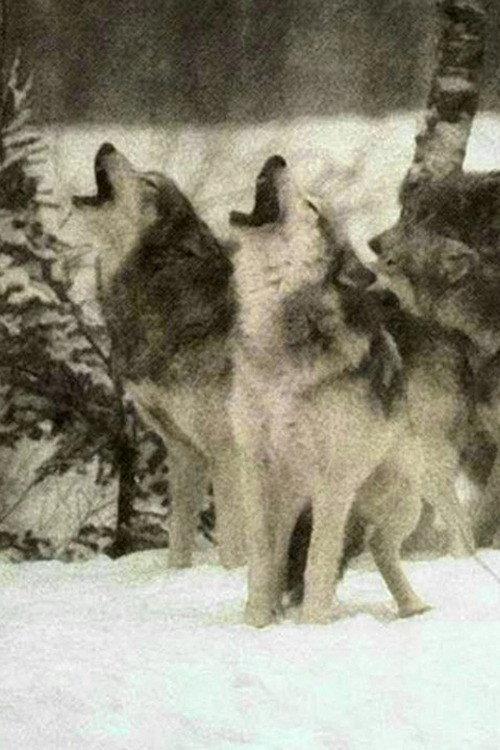 Wolf 1962 official movie poster