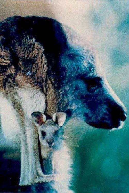 Australian Bush 1986 official movie poster