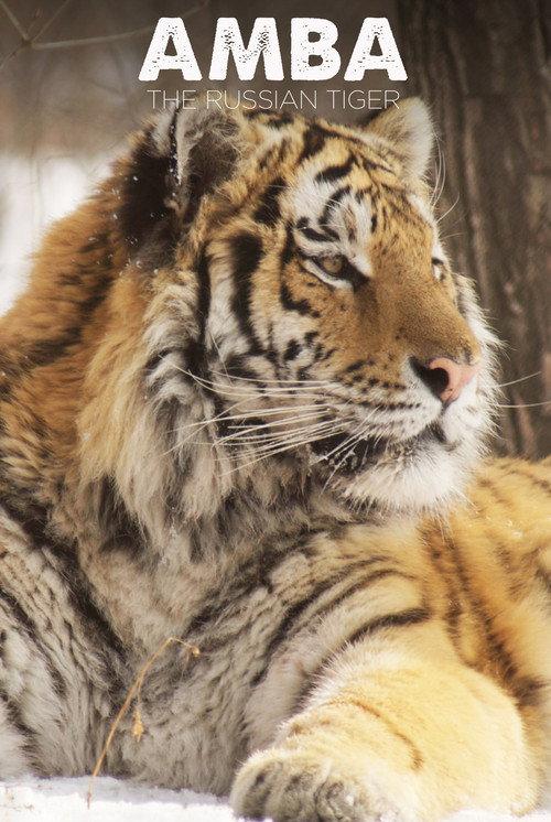 Amba: The Russian Tiger 2005 official movie poster