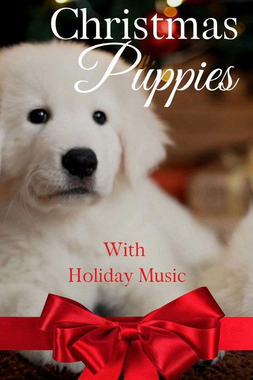 Christmas Puppies 2020 official movie poster