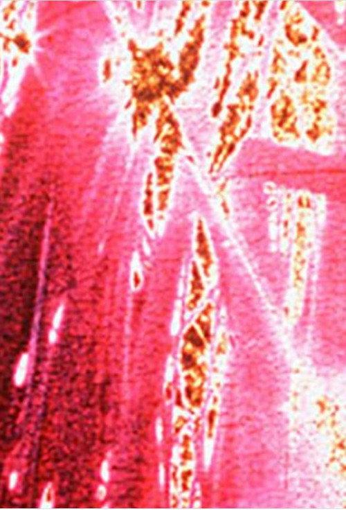 Spring Flavor 1996 official movie poster