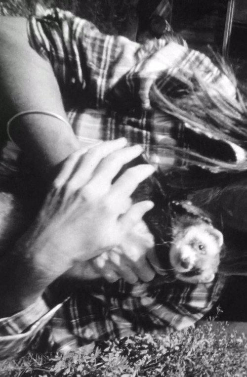 Ferrett Film 1971 official movie poster
