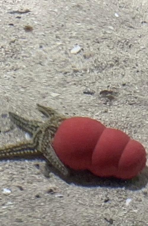 Atlantaquaria official movie poster