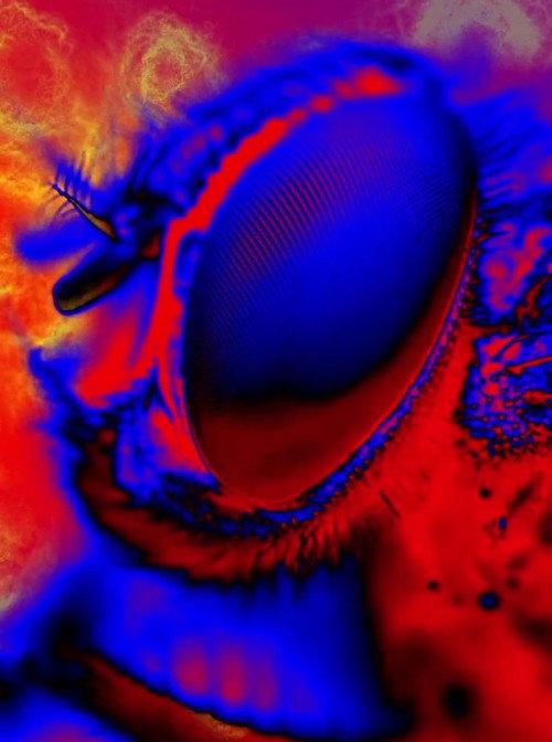 Electric Arthropods 2017 official movie poster