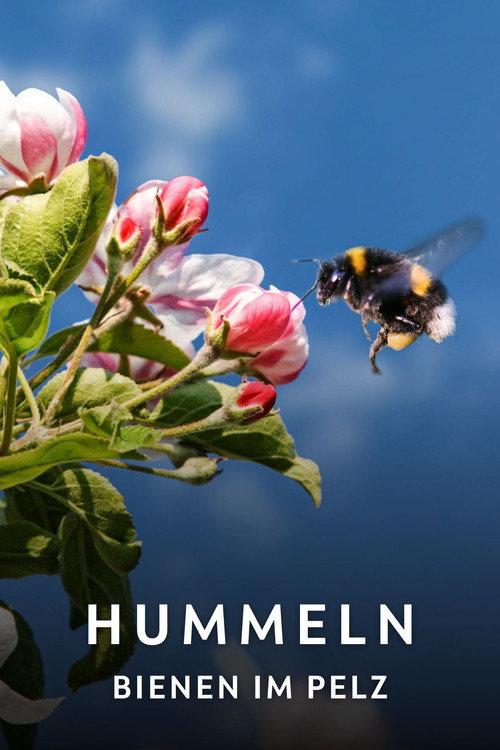 Hummeln - Bienen im Pelz 2013 official movie poster
