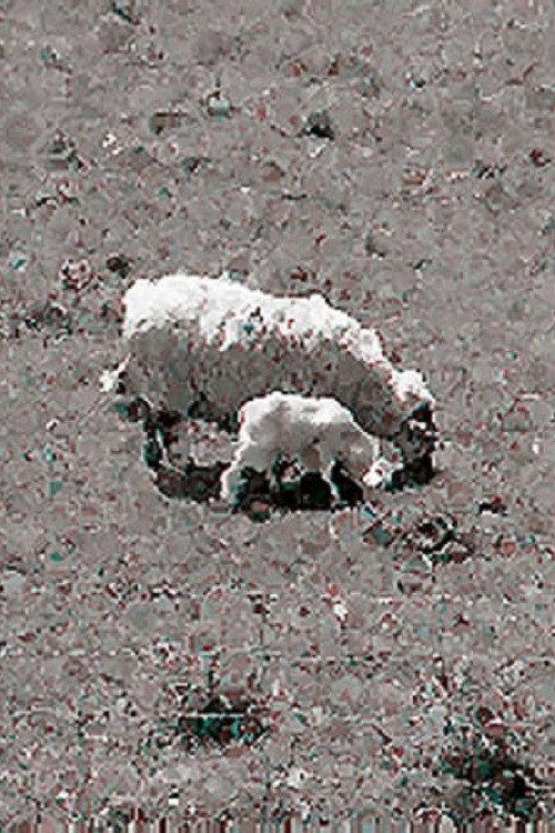 Sheep 1991 official movie poster