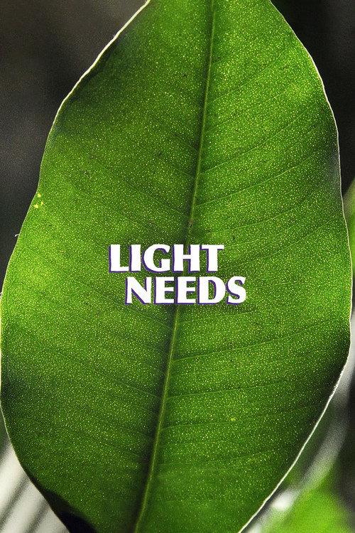 Light Needs 2023 official movie poster