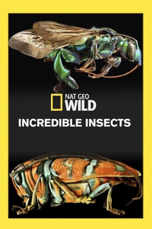 Incredible Insects 2016 official movie poster