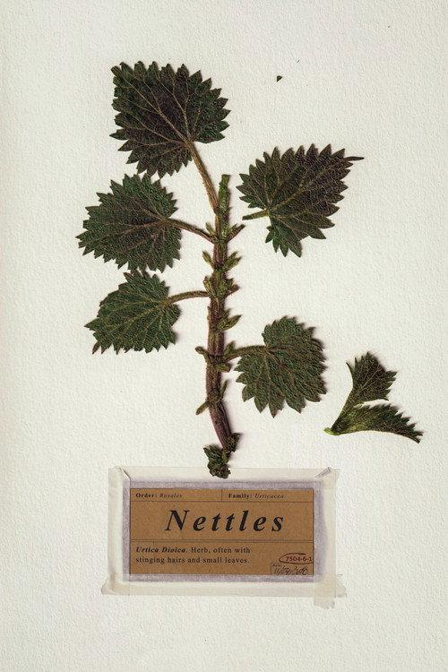 Nettles 2018 official movie poster